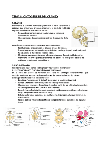 TEMA-8-Ontogenesis-del-craneo.pdf