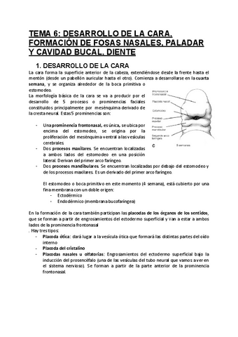 TEMA-6-Cara-fosas-nasales-paladar-y-cavidad-bucal-diente..pdf