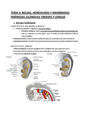 TEMA-5-Bolsas-hendiduras-y-membranas-faringeas-glandula-tiroides-y-lengua.pdf