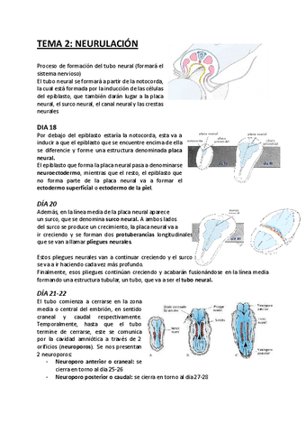 TEMA-2-Neurulacion.pdf