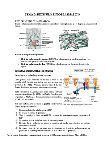 TEMA-2-Reticulo-endoplasmatico.pdf