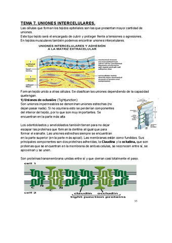 TEMA-7-Uniones-intercelulares.pdf