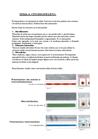 TEMA-6-Citoesqueleto.pdf