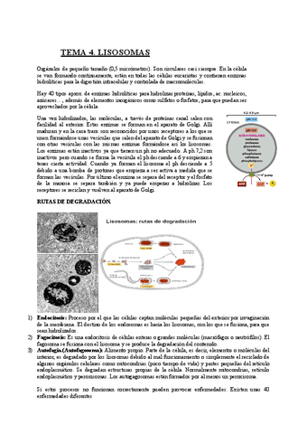 TEMA-4-Lisosomas.pdf