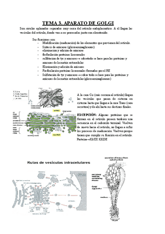 TEMA-3-Aparato-de-Golgi.pdf