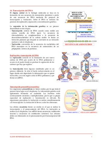 10. Transcripción del DNA.pdf