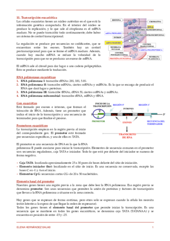 11. Transcripción eucariótica.pdf