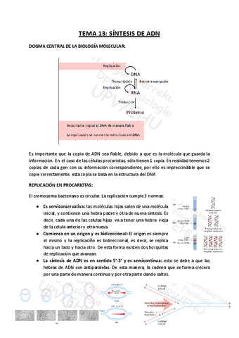 TEMA-13-Sintesis-de-ADN.pdf