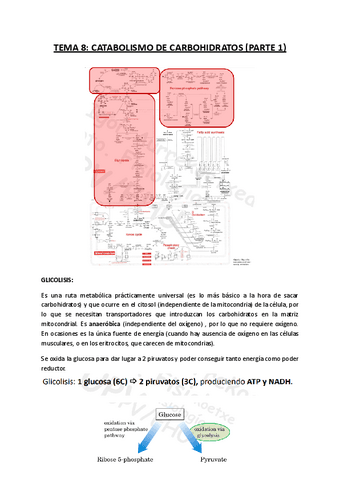 TEMA-8-Catabolismo-de-carbohidratos.pdf