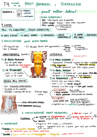 P9-Abdomen-Anato-Qx.pdf