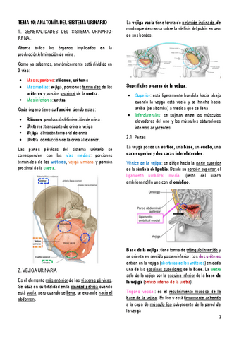 10.-ANATOMIA-DEL-SISTEMA-URINARIO.pdf