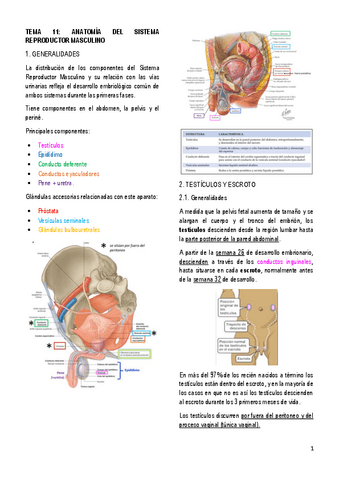 11.-ANATOMIA-DEL-SISTEMA-GENITAL-MASCULINO.pdf