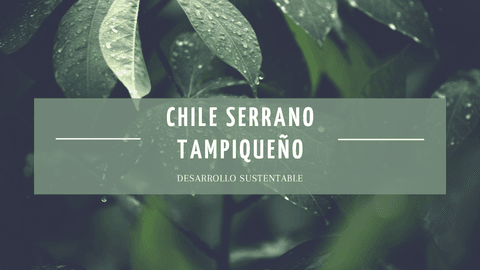 Chile-Serrano-Tampiqueno.pdf