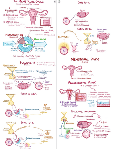 Menstrual-Cycle-Clinical-Reasoning.pdf