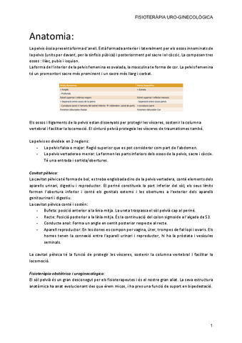 Apunts-Fisio-Gine-Uro.pdf