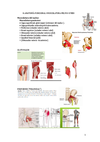 8.-ANATOMIA-FUNCIONAL-I-MUSCULATURA-PELVIS-I-DEEII.pdf