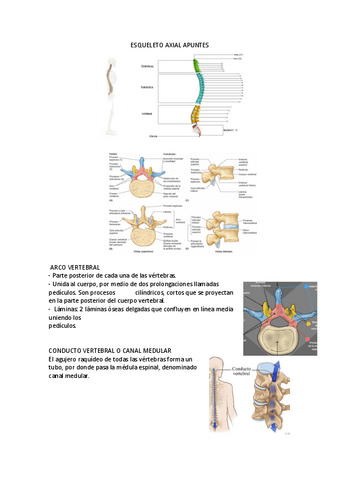 ESQUELETO-AXIAL-APUNTES.pdf