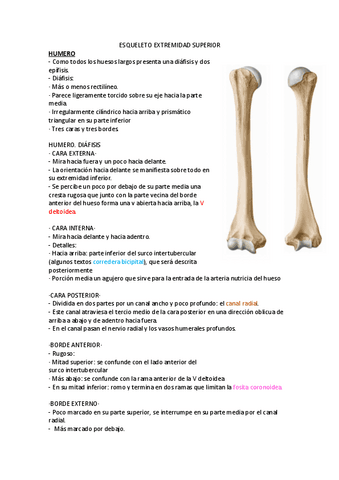 ESQUELETO-EXTREMIDAD-SUPERIOR-APUNTES.pdf