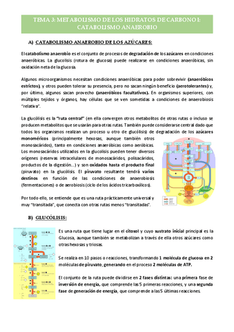 Tema-3-Metabolismo-de-los-hidratos-de-carbono-I.pdf