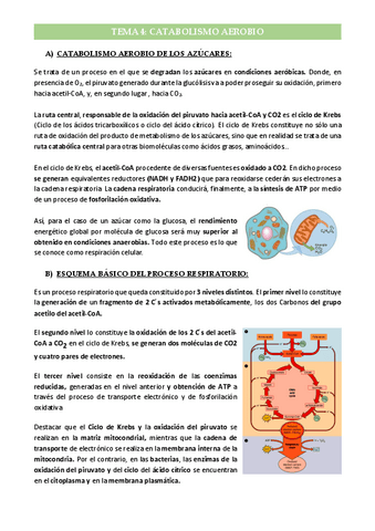 Tema-4-Catabolismo-Anaerobio.pdf