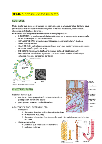 BIOLOGIA-CELULAR-tema-5.pdf