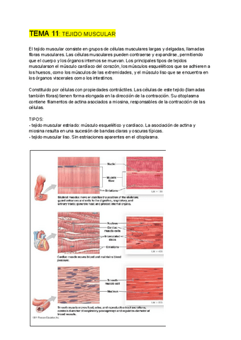 BIOLOGIA-CELULAR-tema-11.pdf