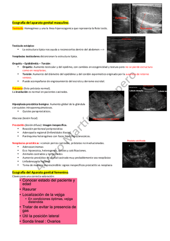 Ecografia-del-aparato-genital-masculino-y-femenino.pdf
