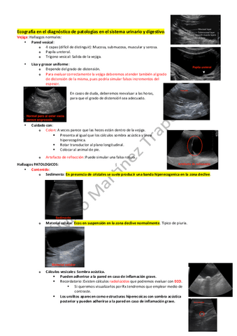 Ecografia-sistema-urinario-y-digestivo.pdf
