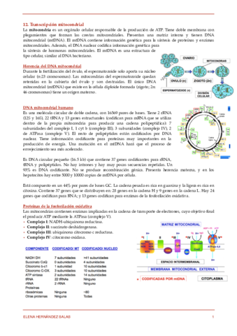 12. Transcripción mitocondrial.pdf