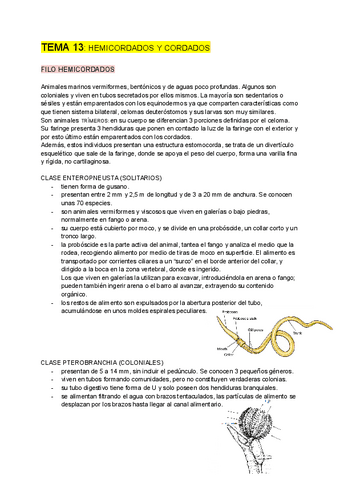 ZOOLOGIA-tema-13.pdf