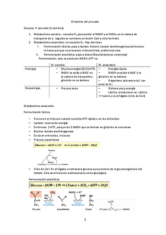 Tema-15-El-destino-del-piruvato.pdf