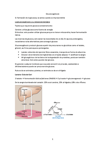 Tema-19-Gluconeogenesis.pdf