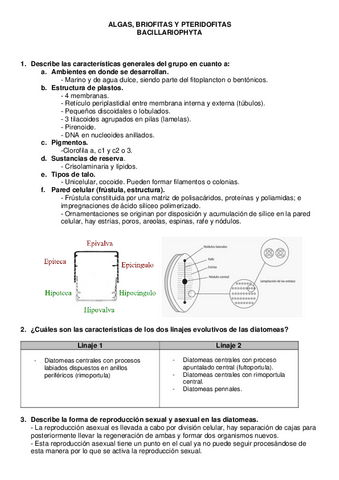 Diatomeas-Bacillariophyta.pdf
