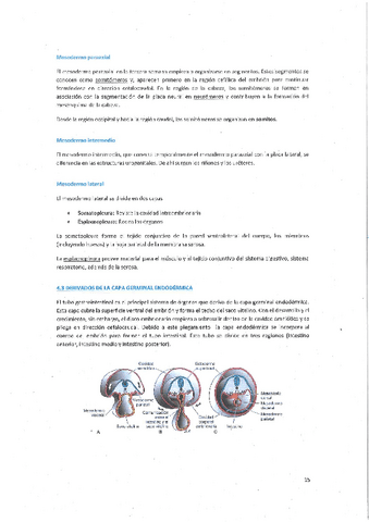 EMBRIO-FETO.pdf