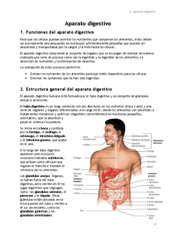 4.-Tema-4.-Aparato-digestivo.pdf
