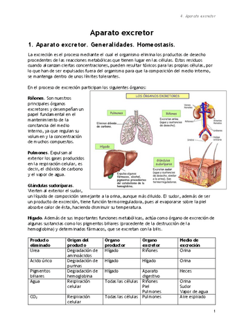 5.-Tema-5.-Sistema-excretor.pdf