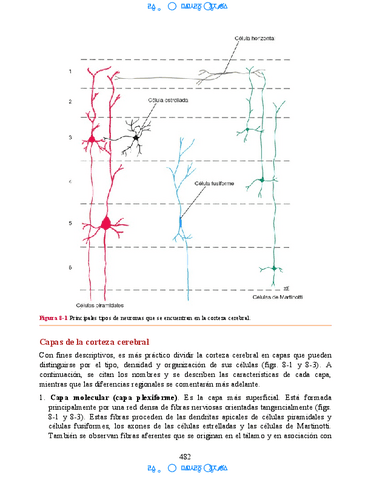 Hipocampo-y-hipotalamo-18.pdf