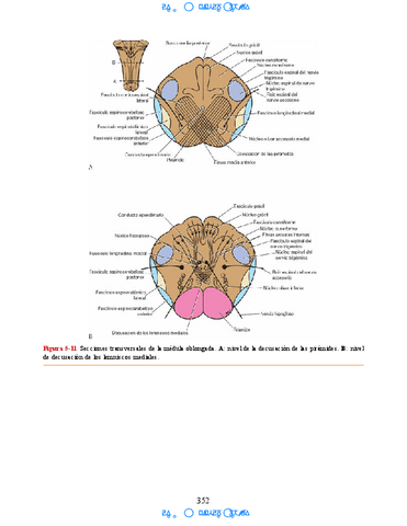 Hipocampo-y-hipotalamo-8.pdf