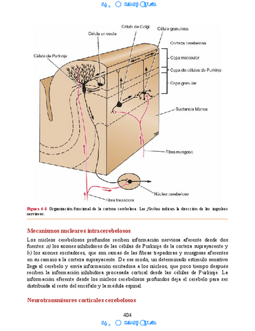 Hipocampo-y-hipotalamo-12.pdf