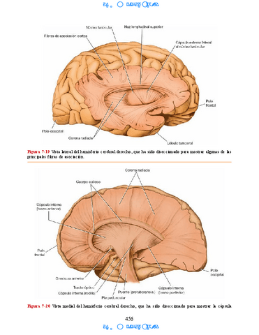 Hipocampo-y-hipotalamo-16.pdf
