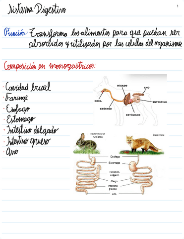 Sistema-digestivo.pdf