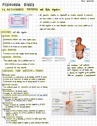 Diges-fisiologia.pdf