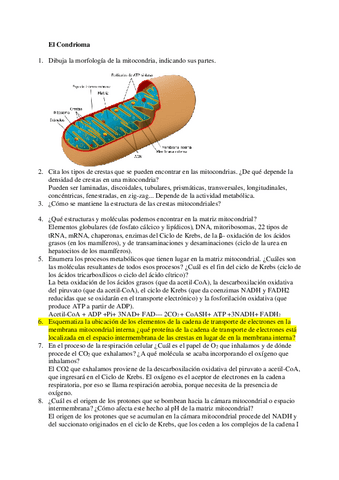Cuestionario-5.-Mitocodrias-cloroplastos-y-microcuerpos.pdf