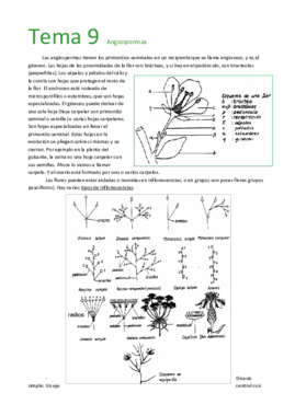 Tema 9  Angiospermas.pdf