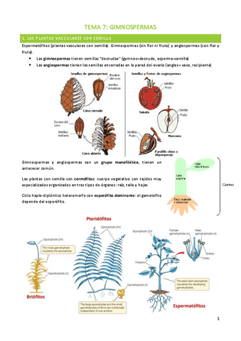 TEMA-7-BOTANICA.pdf