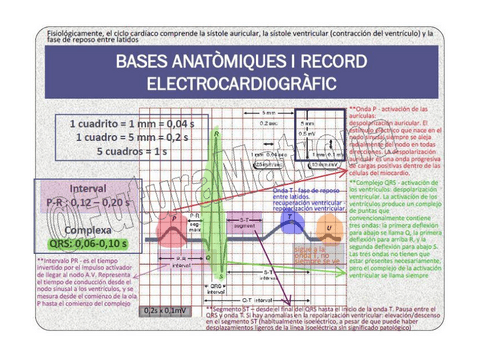 bases-del-ECG.pdf