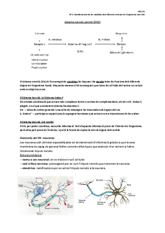 NF3-Manifestacions-de-les-malalties-dels-diferents-sistemes-de-lorganisme-nervios.pdf
