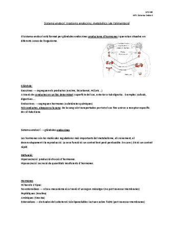 NF5-Sistema-Endocri.pdf