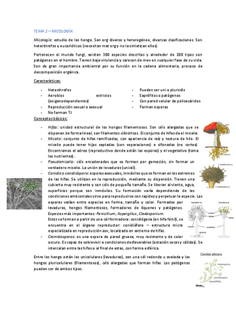 TEMA-2-MICOLOGIA-apt.pdf