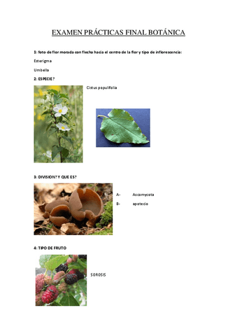 EXAMEN-PRACTICAS-FINAL-BOTANICA.pdf